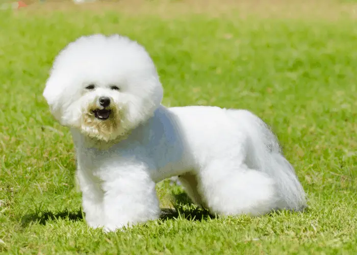 bichon frise standing on the green lawn