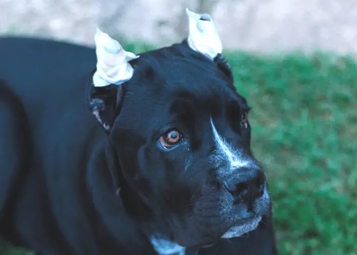 black cane corso era crop and bandaged