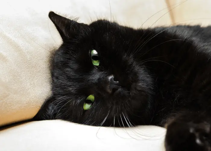 black cat lying on the couch