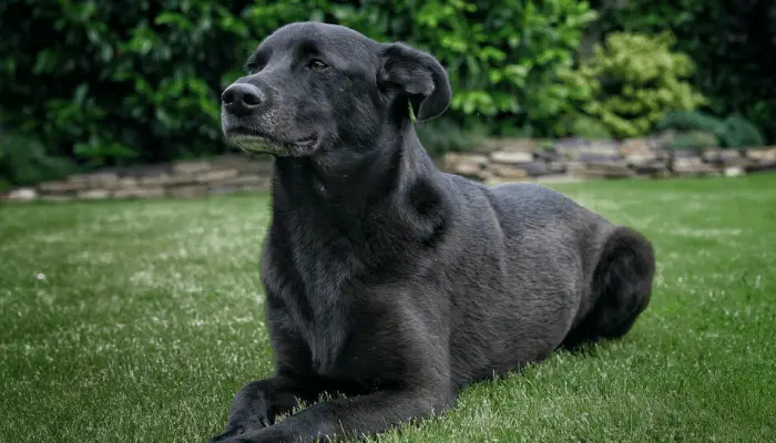 black formosan mountain dog on the lawn