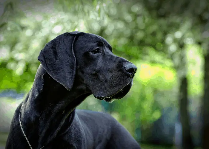 black great dane in the woods