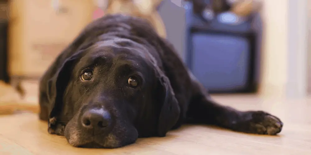 black labrador in an apartment