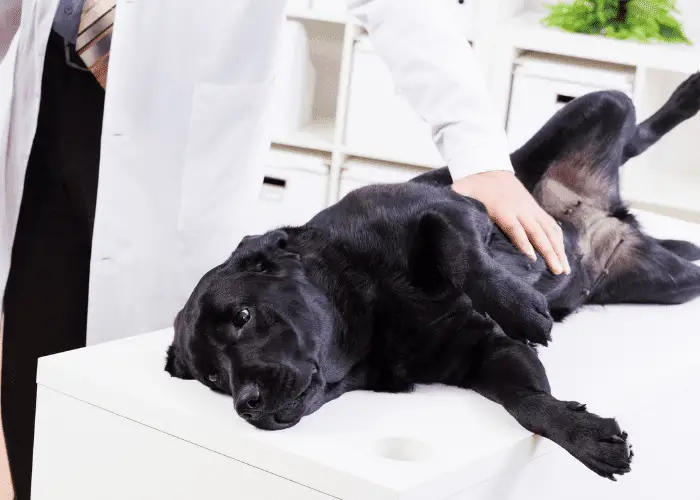 black labrador on a table