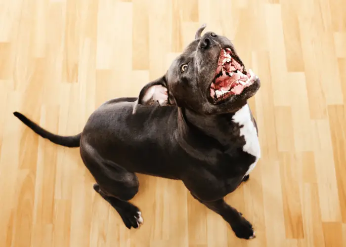 black pit bull barking