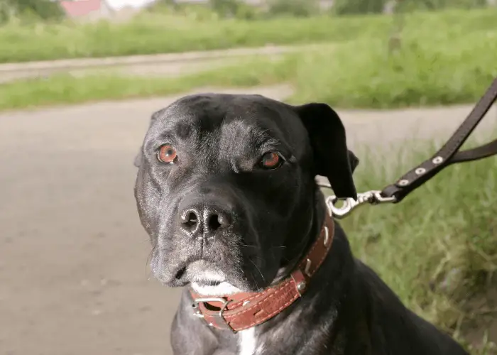 black pit bull on leash 