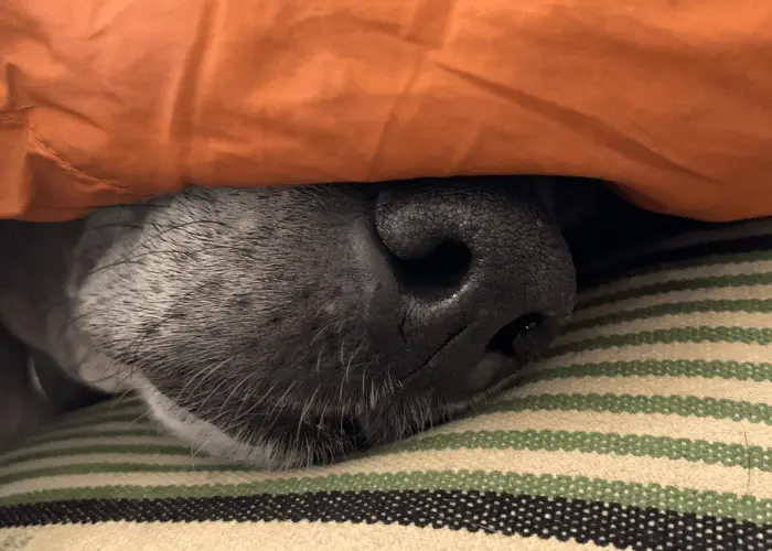 black pit bull sleeping under the blanket