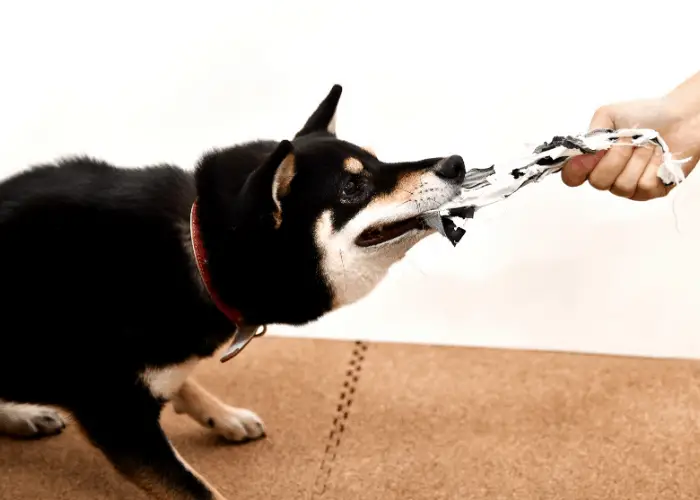 black shiba inu ate a soccer ball