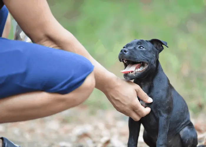 black staffordshire bull terrier being tickled by its owner