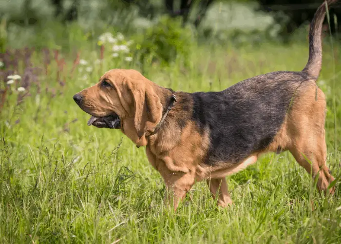 bloodhound