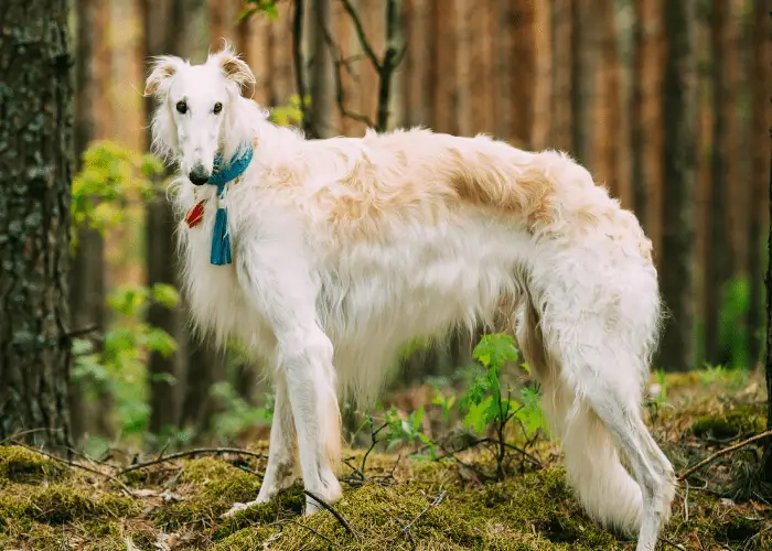 borzoi dog in the woods