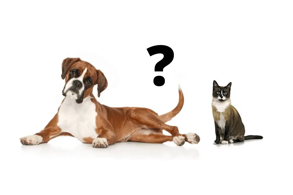 boxer and a cat and a question mark on white background