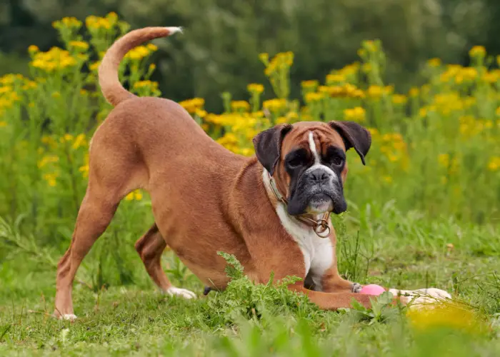 boxer dog breed playing in a park