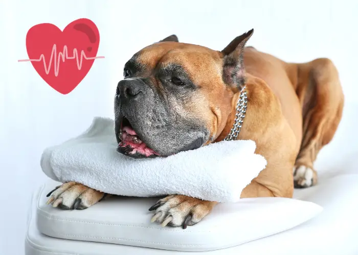 boxer dog on a massage table with heart rate symbol