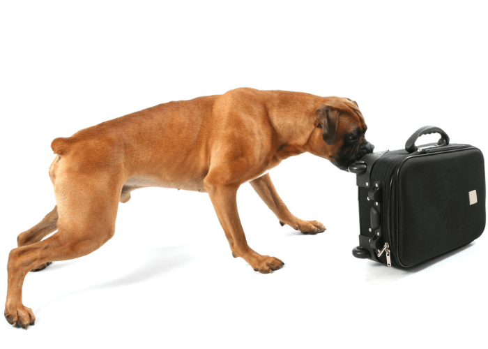 boxer dog sniffing scents in luggage for drugs