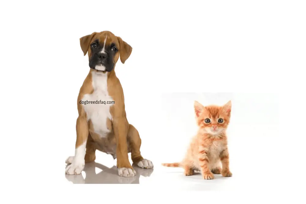 boxer puppy and kitten on white background