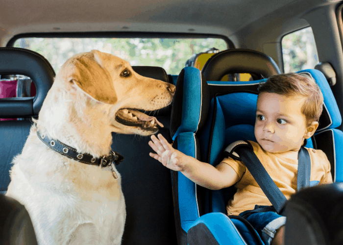 boy in safety seat touching a labrador dog in a car