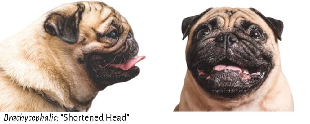 brachycephalic word meaning illustration