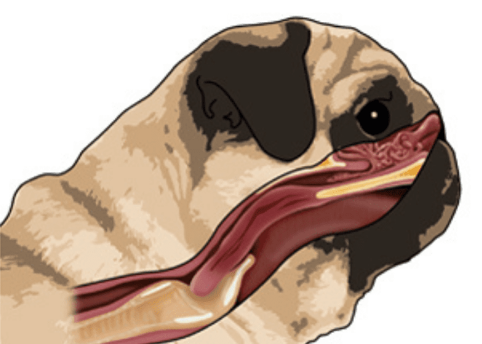 brachycephaly syndrome in Pugs