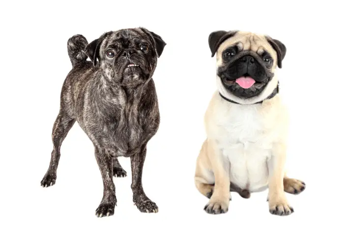 brindle and fawn pugs on white background