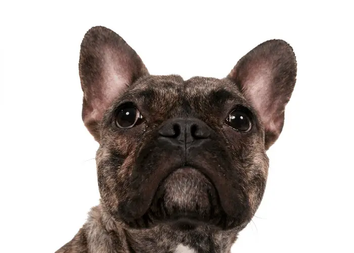 brindle french bulldog head shot