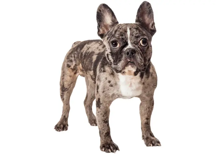 brindle french bulldog on white background