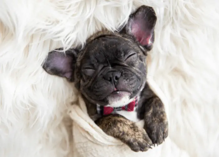 brindle french bulldog puppy in a blanket