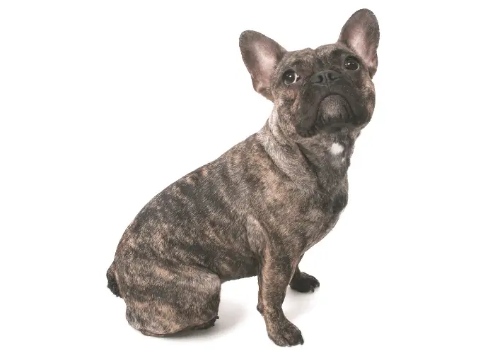brindle french bulldog side view and looking up