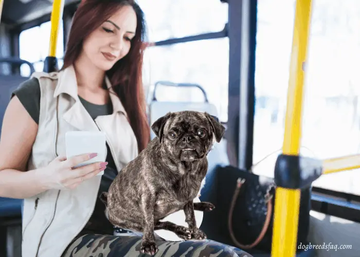 brindle pug and owner