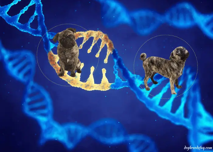 brindle pug genetics illustration