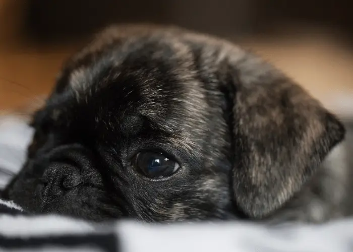 brindle pug puppy close up photo