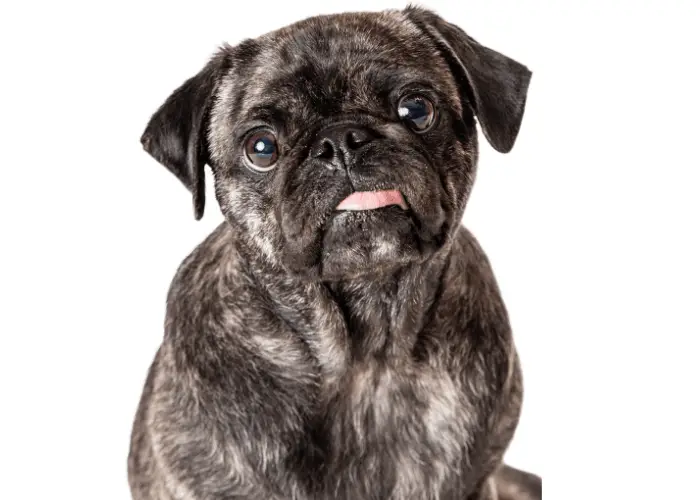 brindle pug puppy on white background close up photo