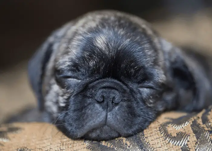 brindle pug puppy sleeping