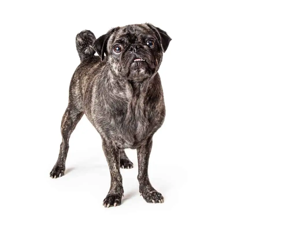 brindle pug standing against a white background