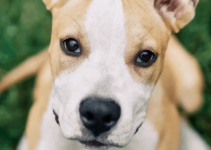 brown Blue eyed pit bull puppy close up photo