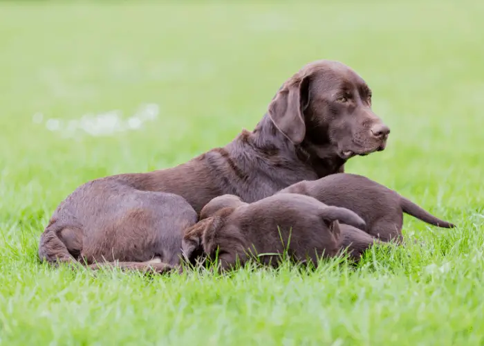 brown labrador feeding her 3 litters at the park