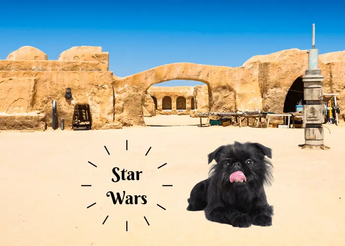 brussells griffon in stars wars film location