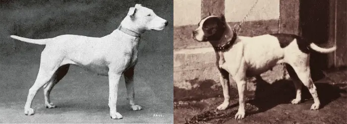bull terrier and pitbull terrier vintage images