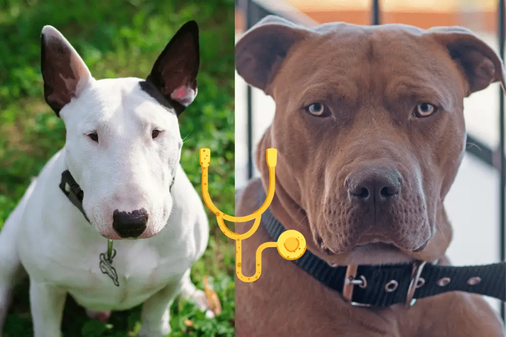 bull terrier vs pitbull health issues image