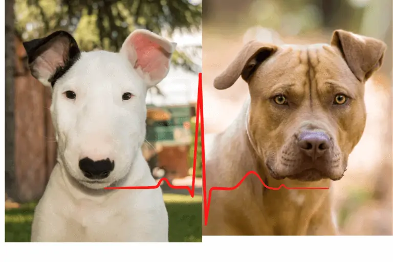 Bull Terrier Vs Pitbull Comparison | Dog Breeds FAQ