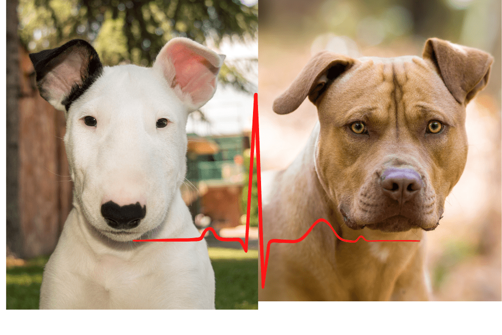 bull terrier vs pitbull life expectancy