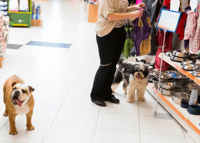 bulldog and a tibetan terrier in a store