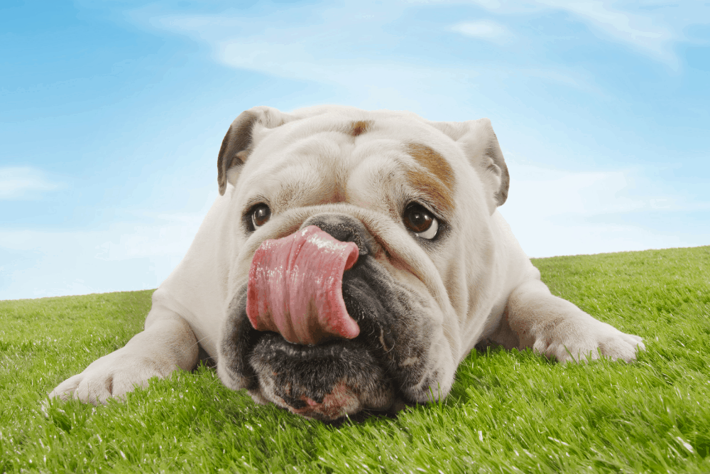 bulldog licking jowls and nose