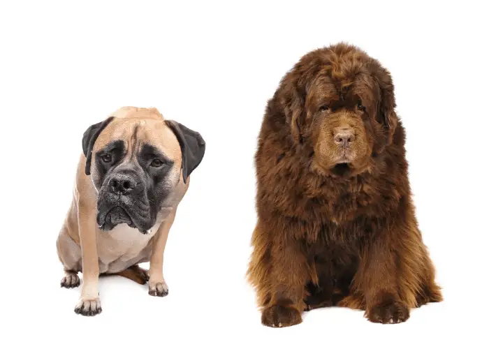 bullmastiff and newfoundland dog on white background