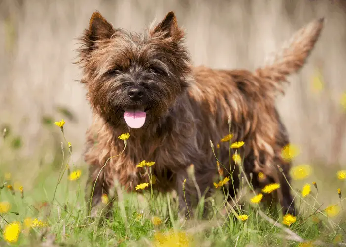 cairn terrier walking around yellow flowers