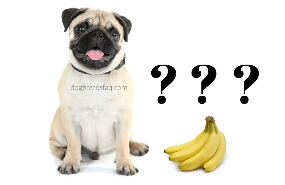 can pugs eat bananas image