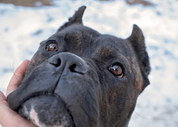 cane corso cropped ear