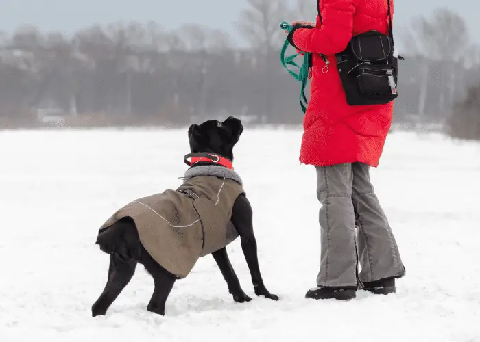 cane corso obeying owner's command