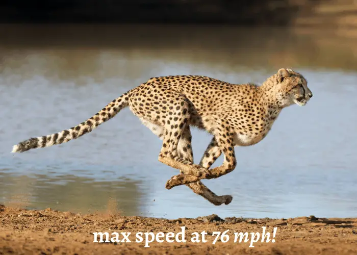 cheetah's max speed at 76mph