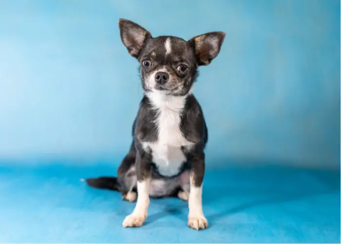 chihuahua dog breed on a light blue background