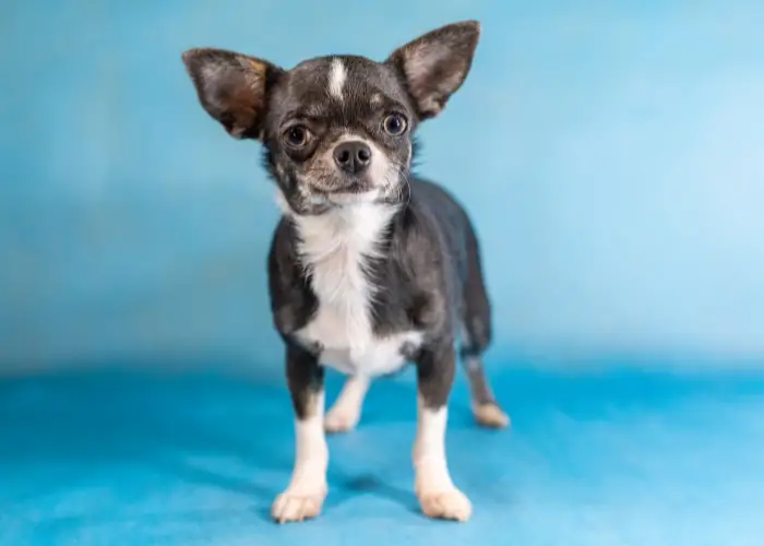 chihuahua dog on a light blue background